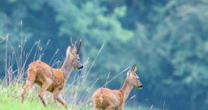 Algas sokujahihooaeg