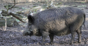 Saksamaal on seakatku nakatunud 240 isendit