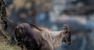 Uus-Meremaal tahetakse Himaalaja taari populatsiooni hävitada