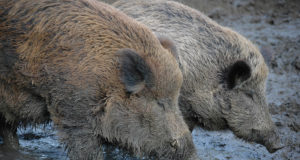 PRESSITEADE: Metssigade populatsiooni tuleb ohjata