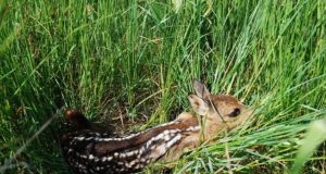 Inimesed, lõpetage loomade “aitamine”