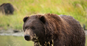 Slovakkia kuulutas võika rünnaku järel karudele sõja