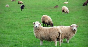 Osale konverentsil “Elu kiskjate maailmas”