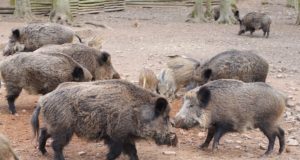 Metssigade küttimismaht võib tänavu suureneda 7000 loomani