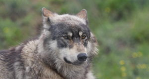 Keskkonnaagentuur: Et hundid oleks söönud ja lambad terved