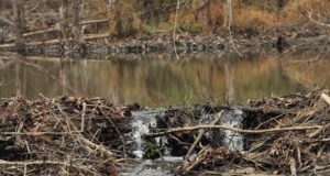 Koprad tungivad jõuliselt suvepealinna