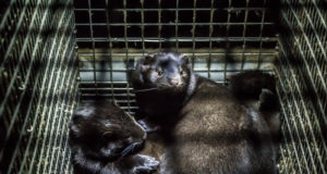 Hollandis hukatakse 10 000 naaritsat