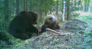 PILTUUDIS: Viljandimaal tegutsevad suured karud