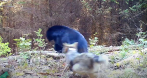 Hundipaar peletab karu kutsikatest eemale