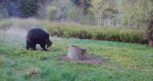 Rajakaamera jäädvustas karude paaritumise