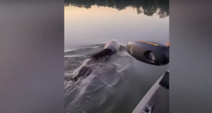 VIDEO! Karu jäi peadpidi plastpurki kinni