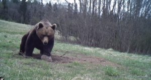 Karude arvukus lööb rekordeid: Eesti metsades elab 1000 isendit