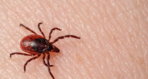 Anna panus puugipanka!