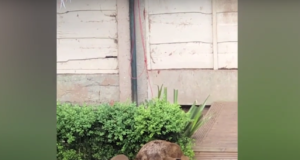 Eramaja aeda kolinud rebane tõi ilmale kuus poega