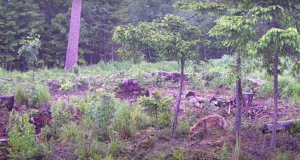 Kiskjakaamera jäädvustas esimese külalise