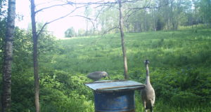 PILTUUDIS: Sookurel on pojad koorunud