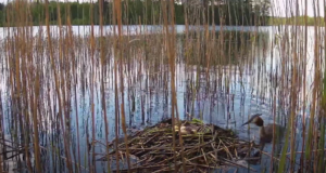 Pütipaar üllatas esimese poja koorumisega
