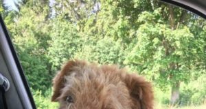 Järva-Jaani lähistelt leitud terjer