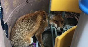 Inglismaal jäi rebane plastpudeli vahele kinni