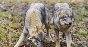 Hundikari murdis Ida-Virumaal koduõuel pere truu sõbra