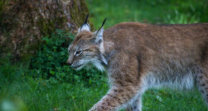 Suvepealinna väisas öösel ootamatu külaline