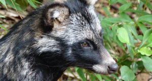 EJ 3/2020: Kui palju on kährikuid tegelikult?