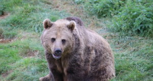 Karud on jäänud taliuinakusse