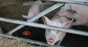 Leitud on uut tüüpi seagrippi