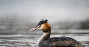 Eestis pesitsevad pütid ootavad üles märkimist