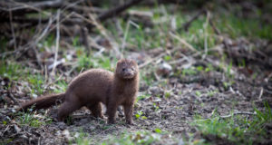 Soome karusloomafarmides levib linnugripp