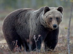 MTÜ Eesti suurkiskjad saavutas halduskohus võidu