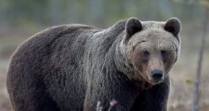 Lõikuskuuga algab karujaht