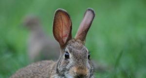 USAs levib küülikute hemorraagiline haigus