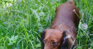 Koeri pole lubatud lahtiselt ringi jooksma lasta