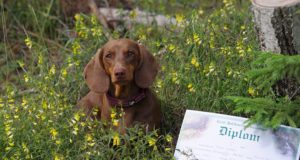 Tallinna Jahimeeste Selts korraldas verejälje eksamipäeva