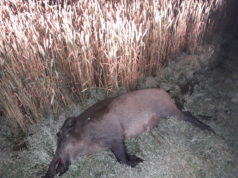 Avastati viiruspositiivne metssiga Ida-Virumaal