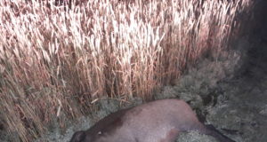 Avastati viiruspositiivne metssiga Ida-Virumaal