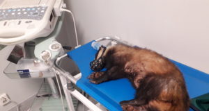 VIDEO! Liiklusavariis raskelt viga saanud mäger raviti terveks ja viidi koduurgude juurde