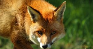 Haapsalus levib koerte katk