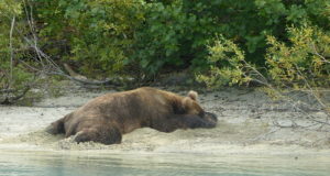 Karu jalutas Läti rannas ringi