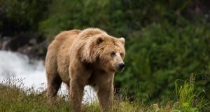 Itaalias ründas karu politseinikku