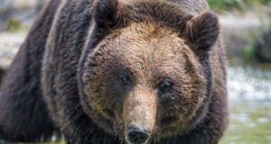 Peep Männil: Veel kord karude arvukusest ja selle hindamisest