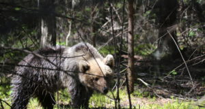 Karu ei ole agressiivne loom, keda metsa minnes kartma peab