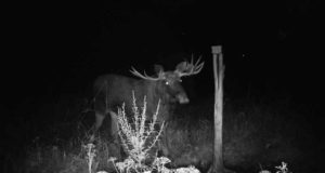 PILTUUDIS! Põdrapullidel on sarved juba puhtad