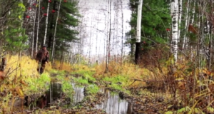 Pliimoona järk-järguline keelustamine märgaladel: miks see Euroopa Komisjoni ettepanek ei tööta?