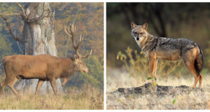 Septembris algab jaht punahirve pullile ja šaakalile