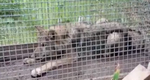 Soomes langes hunt eluspüügipuuri