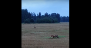 VIDEO: Sokud võitlevad emase pärast