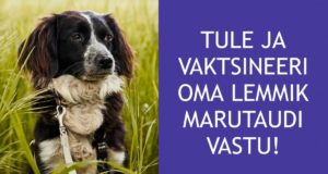 Lemmikloomade vaktsineerimise kampaania Kagu-Eestis tuleb taas