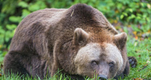 Terioloogia sügiskool 2022